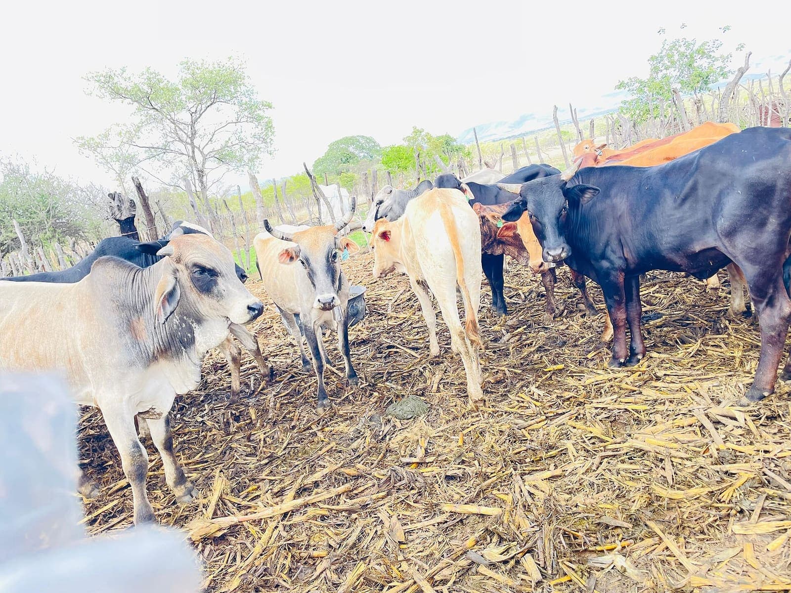 Cattle in a traditional kraal